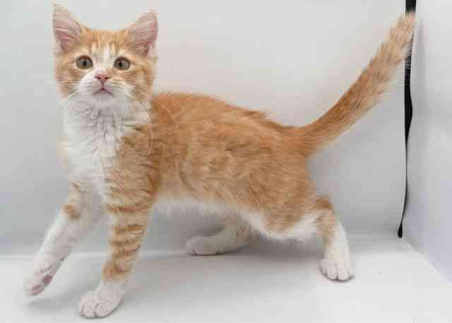 島根県のミヌエット (ひごペットフレンドリーイオン松江ショッピングセンター店/2025年11月10日生まれ/男の子/レッドタビーホワイト)の子猫の2枚目の画像