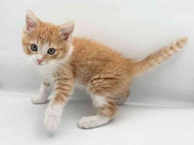 島根県のミヌエット (ひごペットフレンドリーイオン松江ショッピングセンター店/2025年11月10日生まれ/男の子/レッドタビーホワイト)の子猫の2枚目の画像