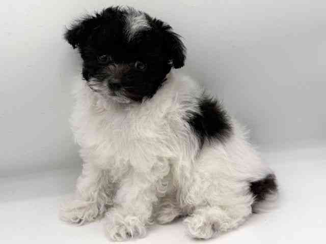 大阪府のトイプードル(トイ) (ひごペットフレンドリーららぽーとEXPOCITY店/2025年11月8日生まれ/女の子/ブラックホワイト)の子犬の2枚目の画像