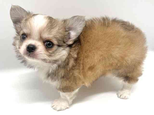 大阪府のチワワ(ロング) (ひごペットフレンドリーイオンタウン豊中庄内店/2025年11月4日生まれ/男の子/フォーンホワイト)の子犬の2枚目の画像