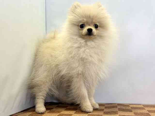 愛媛県のポメラニアン (ひごペットフレンドリーエミフルMASAKI店/2025年11月10日生まれ/男の子/クリーム)の子犬の2枚目の画像