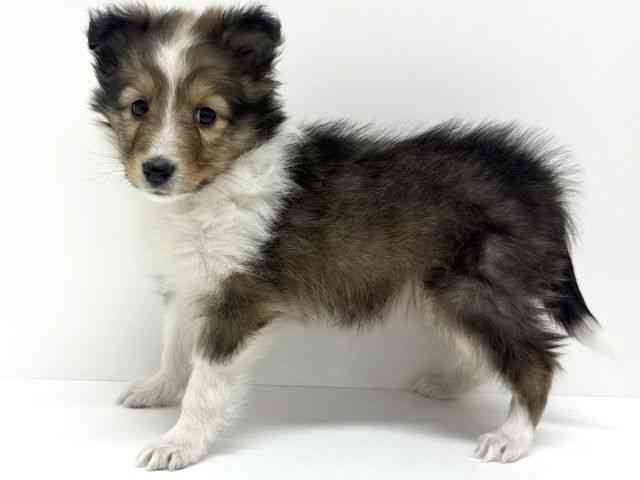 大阪府のシェットランドシープドッグ (ひごペットフレンドリーくずはモール店/2025年11月9日生まれ/女の子/セーブルホワイト)の子犬の2枚目の画像