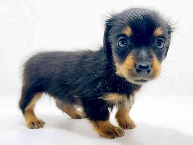 広島県のカニンヘンダックスフンド(ロング) (ひごペットフレンドリーフジグラン神辺店/2025年11月11日生まれ/男の子/ブラックタン)の子犬の2枚目の画像