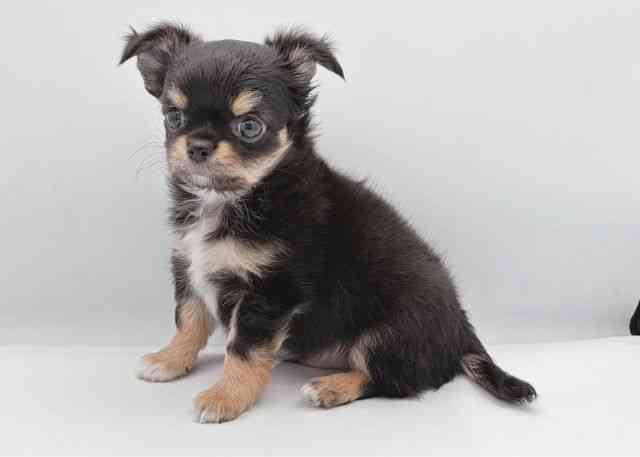 島根県のチワワ(ロング) (ひごペットフレンドリーイオン松江ショッピングセンター店/2025年11月8日生まれ/男の子/ブラックタンホワイト)の子犬の2枚目の画像