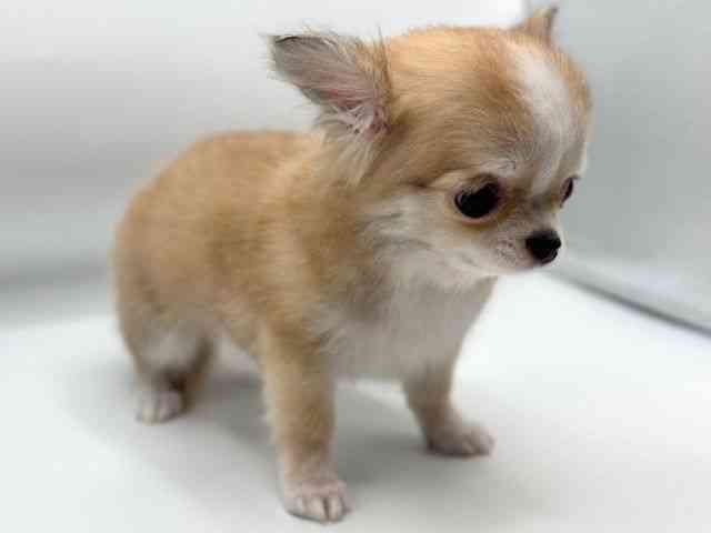 香川県のチワワ(ロング) (ひごペットフレンドリーゆめタウン高松店/2025年11月11日生まれ/男の子/フォーンホワイト)の子犬の2枚目の画像