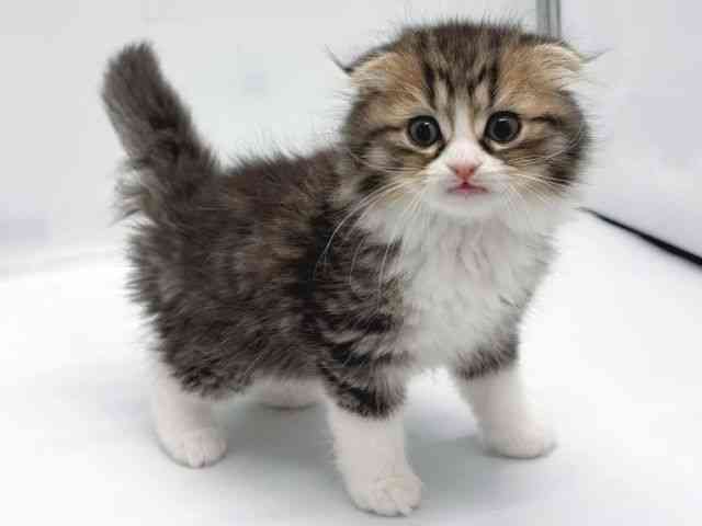 京都府のスコティッシュフォールド (ひごペットフレンドリー京都店/2025年11月11日生まれ/男の子/ブラウンタビーホワイト)の子猫の2枚目の画像