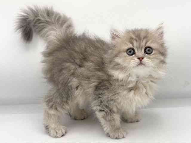 大阪府のペルシャ (ひごペットフレンドリーららぽーとEXPOCITY店/2025年11月7日生まれ/女の子/ブルーチンチラゴールデン)の子猫の2枚目の画像