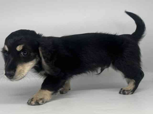 徳島県のカニンヘンダックスフンド(ロング) (ひごペットフレンドリーゆめタウン徳島店/2025年11月10日生まれ/男の子/ブラックイエロー)の子犬の2枚目の画像