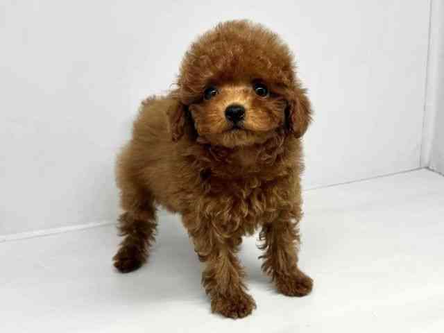 大阪府のトイプードル(トイ) (ひごペットフレンドリーセブンパーク天美店/2025年11月9日生まれ/女の子/レッド)の子犬の2枚目の画像