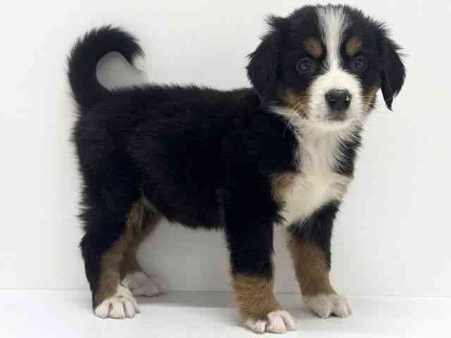 大阪府のバーニーズマウンテンドッグ (ひごペットフレンドリーくずはモール店/2025年11月11日生まれ/女の子/ブラックラストホワイト)の子犬の2枚目の画像