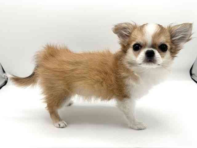 京都府のチワワ(ロング) (ひごペットフレンドリーイオンモール高の原店/2025年11月4日生まれ/女の子/レッドホワイト)の子犬の2枚目の画像