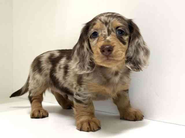 兵庫県のミニチュアダックスフンド(ロング) (ひごペットフレンドリーイトーヨーカドー明石店/2025年11月8日生まれ/男の子/チョコレートダップル)の子犬の2枚目の画像