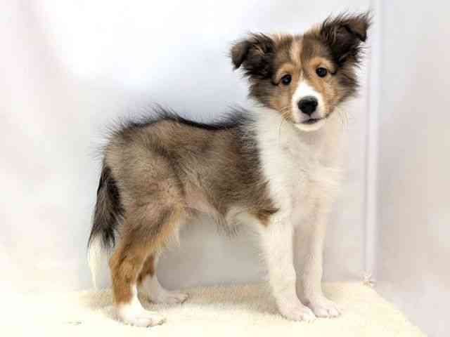 広島県のシェットランドシープドッグ (ひごペットフレンドリーゆめタウン廿日市店/2025年11月9日生まれ/男の子/セーブルホワイト)の子犬の2枚目の画像