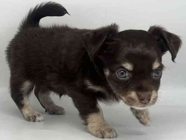 徳島県のチワワ(ロング) (ひごペットフレンドリーゆめタウン徳島店/2025年11月10日生まれ/女の子/チョコレートタンホワイト)の子犬の2枚目の画像