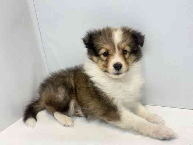 大阪府のシェットランドシープドッグ (ひごペットフレンドリーセブンパーク天美店/2025年11月9日生まれ/女の子/セーブルホワイト)の子犬の2枚目の画像
