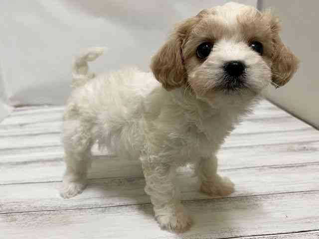 和歌山県のハーフ犬・ミックス犬 (ひごペットフレンドリーパームシティ和歌山店/2025年11月11日生まれ/女の子/ブレンハイム)の子犬の2枚目の画像