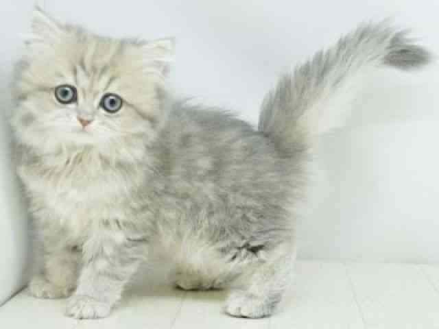 福岡県のペルシャ (ひごペットフレンドリーゆめタウン筑紫野店/2025年11月7日生まれ/女の子/ブルーチンチラゴールデン)の子猫の2枚目の画像