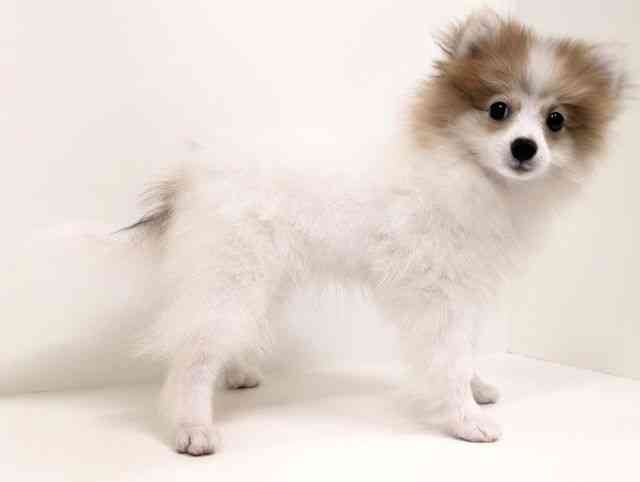 福岡県のポメラニアン (ひごペットフレンドリーリバーウォーク北九州店/2025年11月5日生まれ/女の子/パーティーカラー)の子犬の2枚目の画像