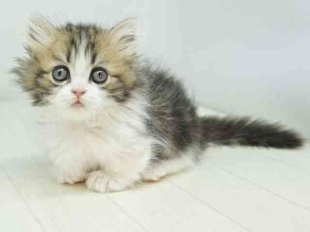 福岡県のマンチカン (ひごペットフレンドリーゆめタウン筑紫野店/2025年10月19日生まれ/女の子/ブラウンタビーホワイト)の子猫の2枚目の画像