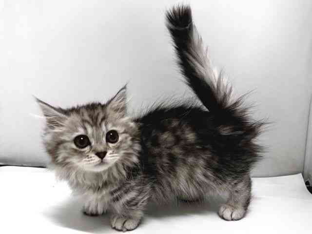 奈良県のミヌエット (ひごペットフレンドリー奈良パワーシティ店/2025年11月5日生まれ/男の子/チンチラシルバー)の子猫の2枚目の画像