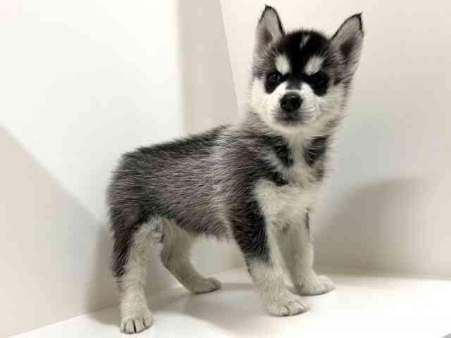 奈良県のシベリアンハスキー (ひごペットフレンドリーイオンモール橿原ウエスト・ビレッジ店/2025年11月10日生まれ/女の子/シルバーホワイト)の子犬の2枚目の画像