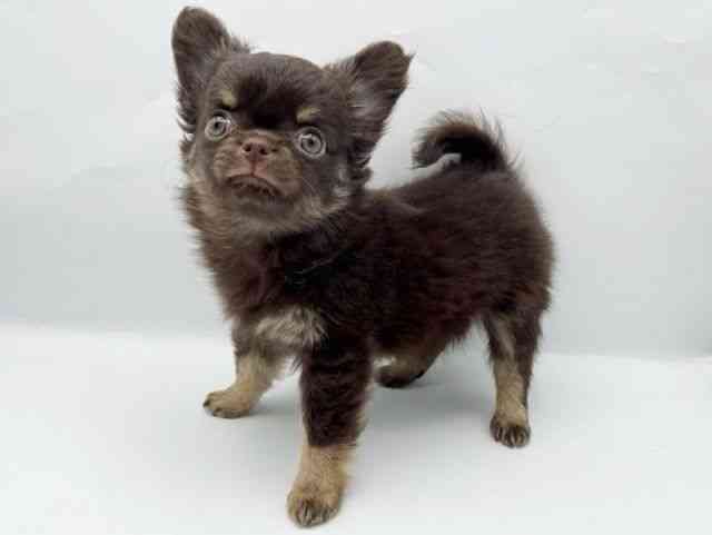 奈良県のチワワ(ロング) (ひごペットフレンドリートナリエ大和高田店/2025年11月11日生まれ/女の子/チョコレートタン)の子犬の2枚目の画像