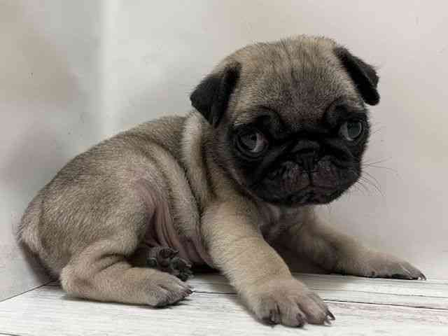 和歌山県のパグ (ひごペットフレンドリーパームシティ和歌山店/2025年11月8日生まれ/男の子/フォーン)の子犬の2枚目の画像