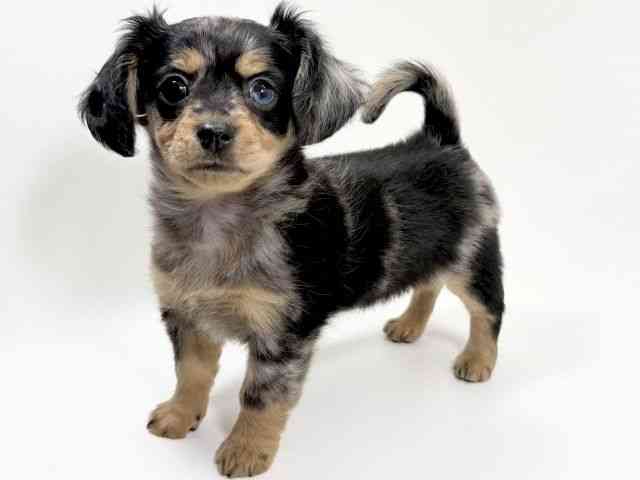 京都府のチワックス(チワワ×ダックス) (ひごペットフレンドリーイズミヤショッピングセンター八幡店/2025年11月10日生まれ/男の子/シルバーダップル)の子犬の2枚目の画像