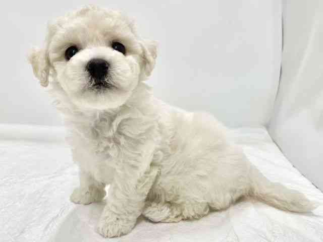 高知県のビションフリーゼ (ひごペットフレンドリーイオンモール高知店/2025年11月9日生まれ/女の子/ホワイト)の子犬の2枚目の画像