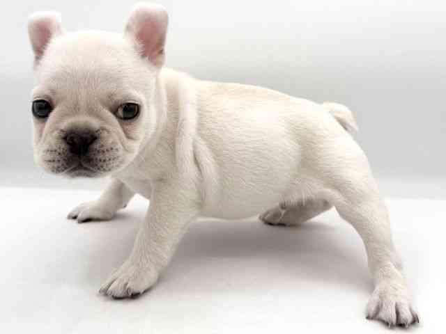 大阪府のフレンチブルドッグ (ひごペットフレンドリーイオンそよら海老江店/2025年11月11日生まれ/男の子/クリーム)の子犬の2枚目の画像