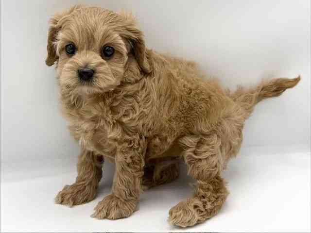 大阪府のコッカプー(アメリカンコッカースパニエル×プードル) (ひごペットフレンドリーららぽーとEXPOCITY店/2025年11月9日生まれ/男の子/バフ)の子犬の2枚目の画像