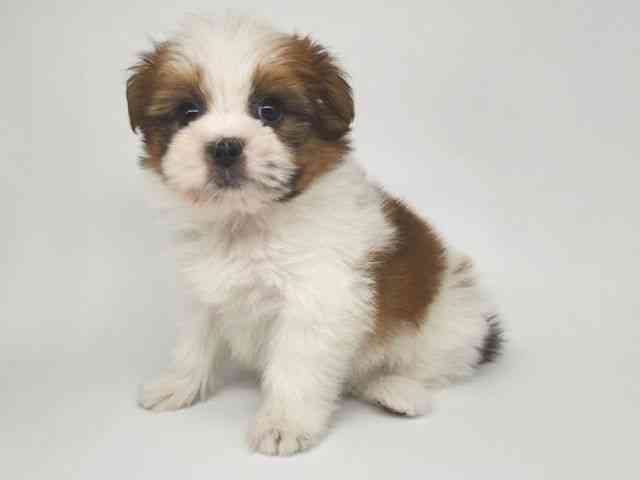 大阪府のポメズー/ポメシーズ(ポメラニアン×シーズー) (ひごペットフレンドリー泉ヶ丘店/2025年11月9日生まれ/男の子/ホワイトゴールド)の子犬の2枚目の画像