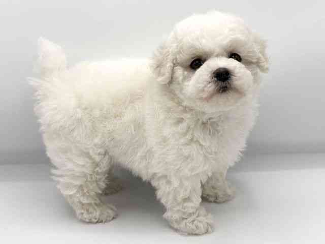 大阪府のビションフリーゼ (ひごペットフレンドリーららぽーとEXPOCITY店/2025年11月7日生まれ/女の子/ホワイト)の子犬の2枚目の画像