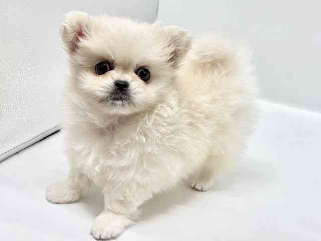 大阪府のペキポメ/ポメペキ(ペキニーズ×ポメラニアン) (ひごペットフレンドリーイオンタウン豊中庄内店/2025年11月10日生まれ/女の子/クリーム)の子犬の2枚目の画像