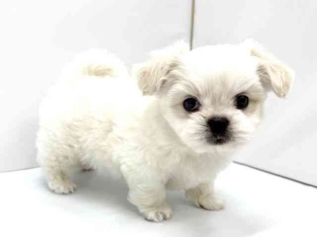 大阪府のペキマル/マルペキ(ペキニーズ×マルチーズ) (ひごペットフレンドリーイオンタウン茨木太田店/2025年11月10日生まれ/男の子/ホワイト)の子犬の2枚目の画像