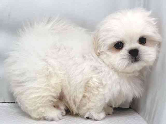 大阪府のペキマル/マルペキ(ペキニーズ×マルチーズ) (ひごペットフレンドリー堺プラットプラット店/2025年11月10日生まれ/男の子/ホワイトクリーム)の子犬の2枚目の画像