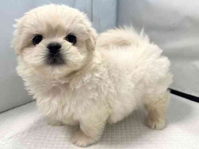 大阪府のペキマル/マルペキ(ペキニーズ×マルチーズ) (ひごペットフレンドリー堺プラットプラット店/2025年11月10日生まれ/男の子/ホワイトクリーム)の子犬の2枚目の画像