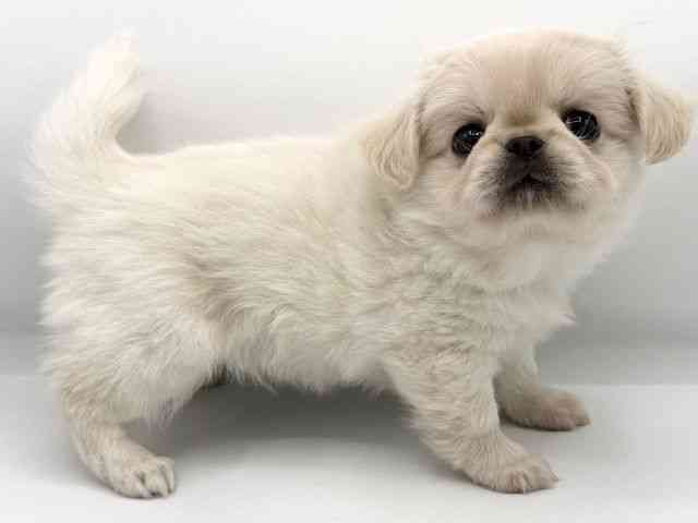 大阪府のチワペキ/ペキチー/ペキチワ(チワワ×ペキニーズ) (ひごペットフレンドリーららぽーとEXPOCITY店/2025年11月9日生まれ/男の子/クリームホワイト)の子犬の2枚目の画像