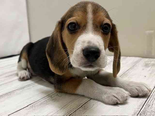 和歌山県のビーグル (ひごペットフレンドリーパームシティ和歌山店/2025年11月5日生まれ/男の子/ハウンドカラー)の子犬の2枚目の画像