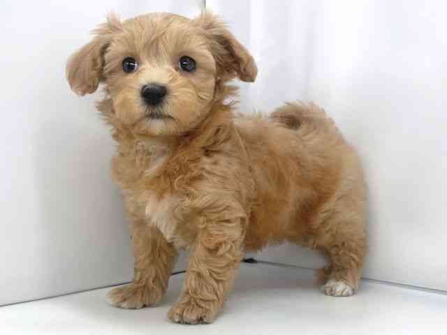 兵庫県のマルプー(マルチーズ×プードル) (ひごペットフレンドリーイオンタウン加古川店/2025年11月9日生まれ/男の子/アプリコット)の子犬の2枚目の画像