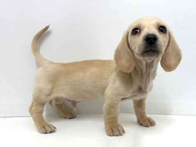 大阪府のミニチュアダックスフンド(スムース) (ひごペットフレンドリーベルファⅡ都島店/2025年11月5日生まれ/男の子/イエロー)の子犬の2枚目の画像