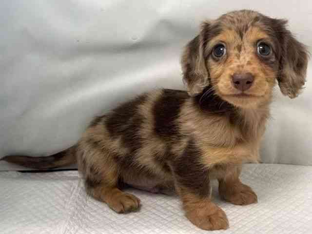 大阪府のミニチュアダックスフンド(ロング) (ひごペットフレンドリー堺プラットプラット店/2025年11月10日生まれ/男の子/チョコレートダップル)の子犬の2枚目の画像