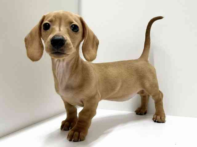 愛知県のミニチュアダックスフンド(スムース) (ひごペットフレンドリーららぽーと名古屋みなとアクルス店/2025年11月10日生まれ/女の子/ゴールド)の子犬の2枚目の画像