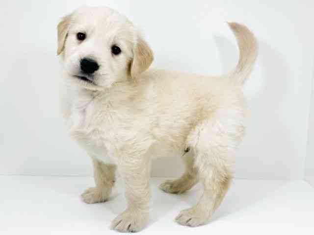 京都府のゴールデンレトリバー (ひごペットフレンドリーイズミヤショッピングセンター八幡店/2025年11月11日生まれ/男の子/ゴールデン)の子犬の2枚目の画像