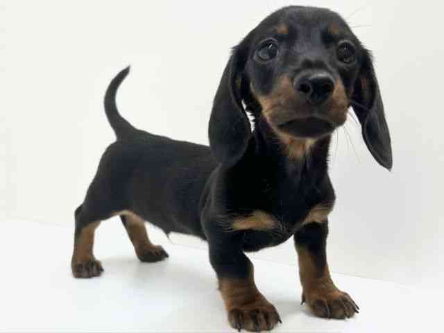 兵庫県のミニチュアダックスフンド(スムース) (ひごペットフレンドリーブルメールHAT神戸店/2025年10月2日生まれ/男の子/ブラックタン)の子犬の2枚目の画像