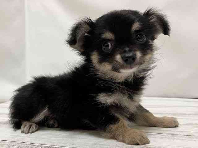 和歌山県のチワワ(ロング) (ひごペットフレンドリーパームシティ和歌山店/2025年11月1日生まれ/男の子/ブラックタン)の子犬の2枚目の画像