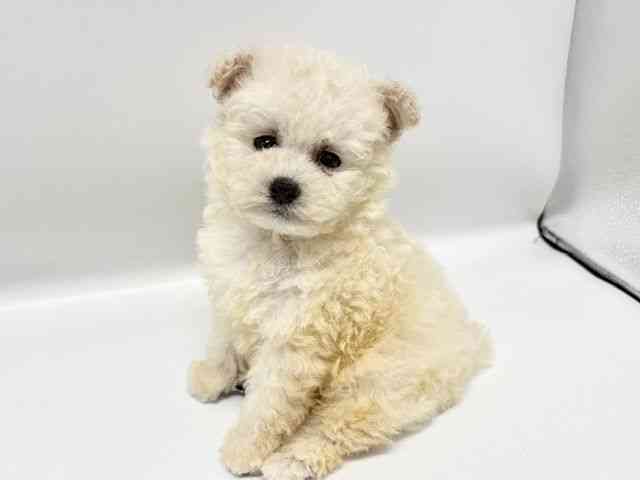 大阪府のトイプードル(トイ) (ひごペットフレンドリーイオンタウン豊中庄内店/2025年11月12日生まれ/男の子/ホワイト)の子犬の2枚目の画像