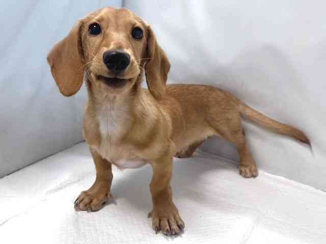 大阪府のミニチュアダックスフンド(スムース) (ひごペットフレンドリー堺プラットプラット店/2025年11月10日生まれ/男の子/ゴールド)の子犬の2枚目の画像