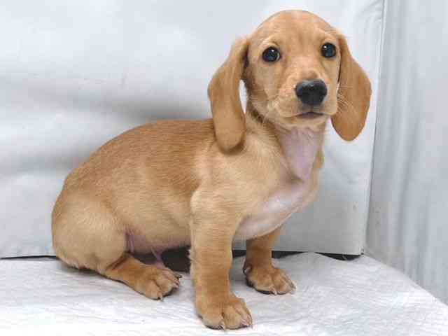 大阪府のミニチュアダックスフンド(スムース) (ひごペットフレンドリー堺プラットプラット店/2025年11月10日生まれ/男の子/ゴールド)の子犬の2枚目の画像