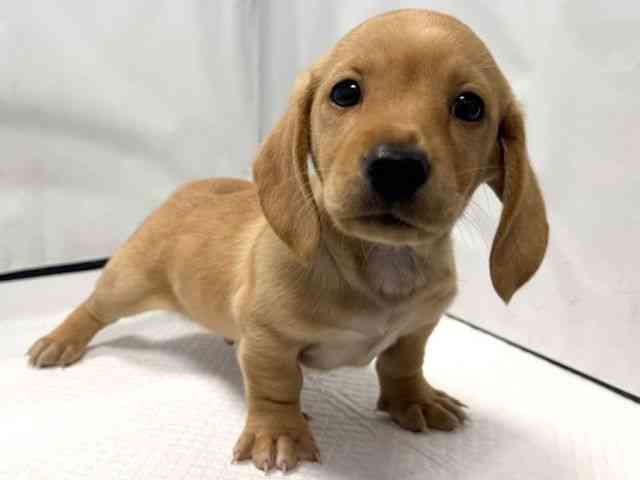 大阪府のミニチュアダックスフンド(スムース) (ひごペットフレンドリー堺プラットプラット店/2025年11月10日生まれ/男の子/ゴールド)の子犬の2枚目の画像